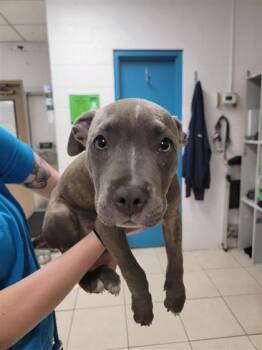 Cypris -  Mixed Breed Dog Available for Adoption in Largo, Florida - Cypris | PetCurious