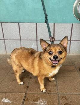 Terrier and Mixed Breed Dogs Available for Adoption - Tango | PetCurious