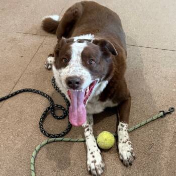 Rescue Border Collie and Mcnab Dogs for Adoption in Cedaredge, Colorado - Cooper | PetCurious