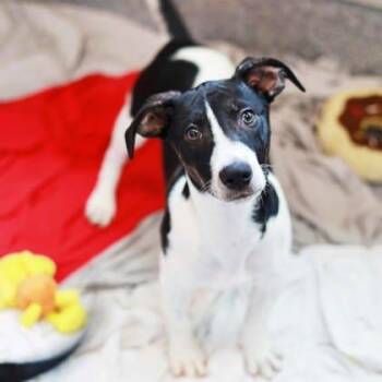 Optimus Prime -  Mixed Breed Dog for Adoption in Atlanta, Georgia - Optimus Prime | PetCurious