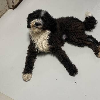 Poodle Dogs Available for Adoption in Hartford, Kentucky - BooBoo | PetCurious