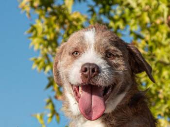 Max A061393 -  American Staffordshire Terrier and Border Collie Dog for Adoption in San Andreas, California - Max A061393 | PetCurious