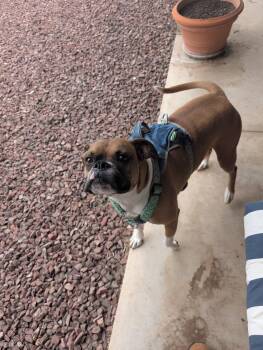 Boxer Dogs Available for Adoption in Tucson, Arizona - Pudge Aka Pudgie Pie | PetCurious