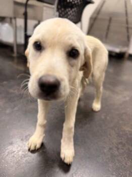 Sasha -  Mixed Breed Dog for Adoption in Memphis, Tennessee - Sasha | PetCurious