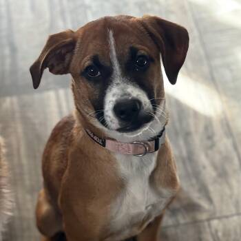 Boxer and Labrador Retriever Dogs Available for Adoption in Carmel Hamlet, New York - Ruby | PetCurious
