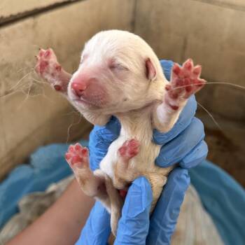 Husky Dogs Available for Adoption in Edinburg, Texas - Cc 7 | PetCurious