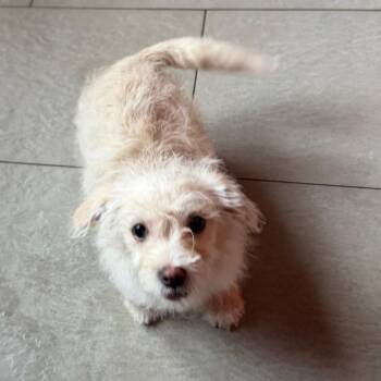 Wirehaired Terrier Dogs Available for Adoption - Rapunzel | PetCurious