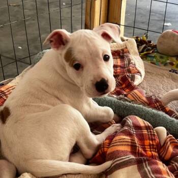 Mixed Breed Dogs Available for Adoption in Mebane, North Carolina - Raspberry | PetCurious