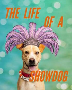 Rescue Pit Bull Terrier Dogs for Adoption in Sevierville, Tennessee - Goldie | PetCurious