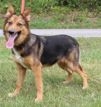 Foxy 44033 -  German Shepherd Dog Dog for Adoption in Prattville, Alabama - Foxy 44033 | PetCurious