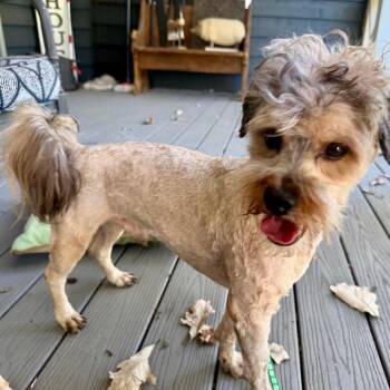 Shylo -  Standard Poodle and Shih Tzu Dog for Adoption in Lee