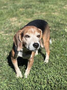 Rescue Beagle Dogs for Adoption in Godfrey, Illinois - Lucky | PetCurious