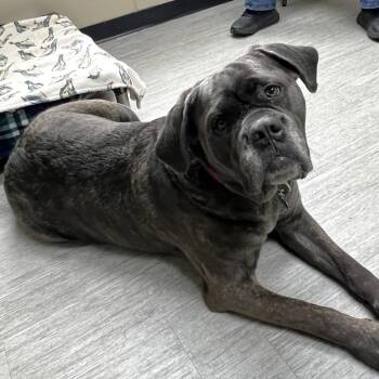Peaches -  Cane Corso Dog for Adoption in State College, Pennsylvania - Peaches | PetCurious