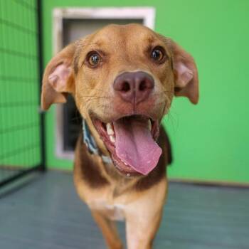 Amy -  Mixed Breed Dog for Adoption in Bradenton, Florida - Amy | PetCurious