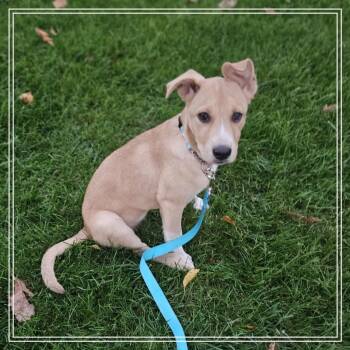 Amy -  Carolina Dog and American Staffordshire Terrier Dog for Adoption in Monroe, Michigan - Amy | PetCurious