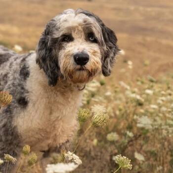 Kelso -  Old English Sheepdog and Poodle Dog for Adoption in Portland, Oregon - Kelso | PetCurious