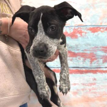 Mixed Breed Dogs Available for Adoption - Bran Stark | PetCurious