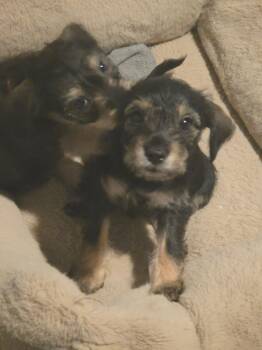 Rocky, Roxy, Rita, and Rex -  Miniature Schnauzer and Miniature Pinscher Dog for Adoption in Gainesville, Virginia - Rocky, Roxy, Rita, And Rex | PetCurious