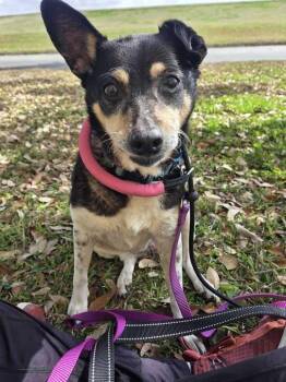 Roxy (Senior) -  Rat Terrier Dog Available for Adoption in Elmwood, Louisiana - Roxy (Senior) | PetCurious