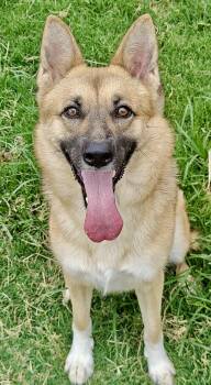Tootsie addition photos -  German Shepherd Dog Dog for Adoption in Greeneville, Tennessee - Tootsie Addition Photos | PetCurious