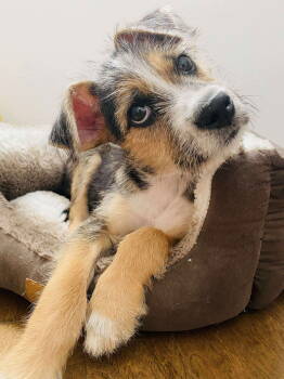 Rescue Terrier Dogs for Adoption in Dallas, Texas - Gizmo | PetCurious