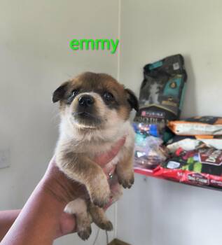 Emmy -  Shepherd Dog for Adoption in Stover, Missouri - Emmy | PetCurious
