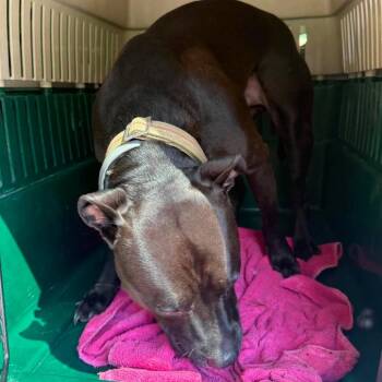 River Stray Hold 7/8 -  Mixed Breed Dog for Adoption in Huntington, West Virginia - River Stray Hold 7/8 | PetCurious