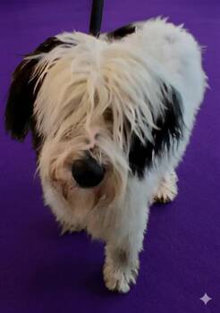 Mixed Breed Dogs Available for Adoption - MOLLY | PetCurious