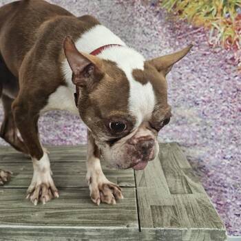 Boston Terrier Dogs Available for Adoption in Normal, Illinois - Fenway | PetCurious