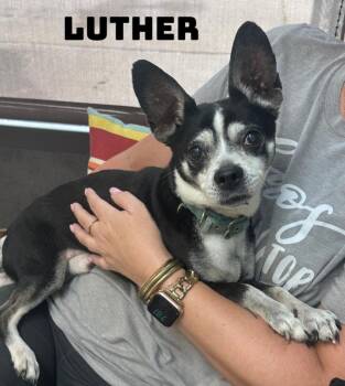 Chihuahua Dogs Available for Adoption in Dyersburg, Tennessee - Luther | PetCurious