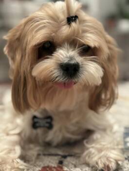 Rescue Shih Tzu Dogs for Adoption in Owen Sound, Ontario - Blanche | PetCurious