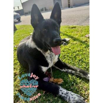 Nikita COH -  Border Collie Dog for Adoption in Inglewood, California - Nikita COH | PetCurious