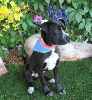 NASA -  American Staffordshire Terrier and Mixed Breed Dog for Adoption in Oklahoma City, Oklahoma - NASA | PetCurious
