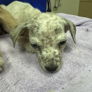 Quatro -  Mixed Breed Dog for Adoption in Lakeland, Florida - Quatro | PetCurious