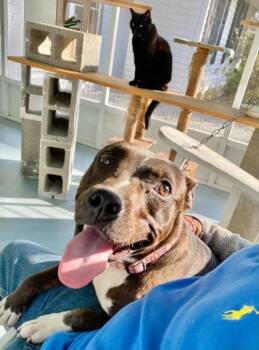 Pit Bull Terrier Dogs Available for Adoption - Tally (160241) (In A Foster Home) | PetCurious