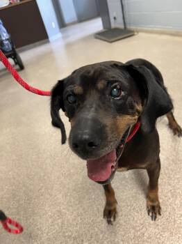 Brutus -  Mixed Breed Dog for Adoption in Troy, Ohio - Brutus | PetCurious