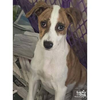 Labrador Retriever and Shepherd Dogs Available for Adoption in Washington, District Of Columbia - Ms. Samira | PetCurious