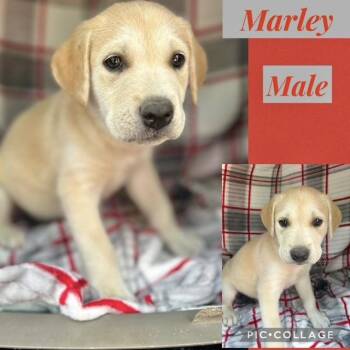 Labrador Retriever Dogs Available for Adoption in Manchester, Connecticut - Marley | PetCurious