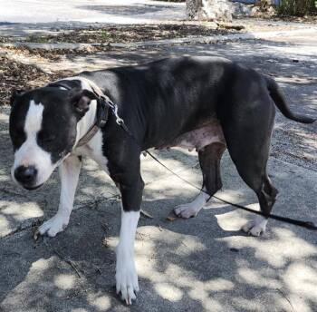 A822735 -  American Staffordshire Terrier Dog for Adoption in San Antonio, Texas - A822735 | PetCurious