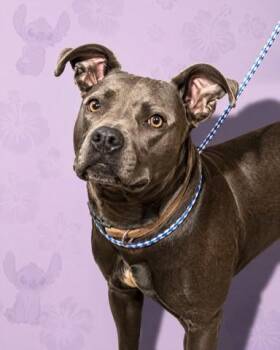 NANI -  Mixed Breed Dog for Adoption in Jacksonville, Florida - NANI | PetCurious