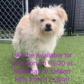 Rage Against the Machine -  Mixed Breed Dog for Adoption in Matteson, Illinois - Rage Against The Machine | PetCurious