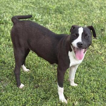 Rescue American Staffordshire Terrier Dogs for Adoption in Hackett, Arkansas - Gwen | PetCurious