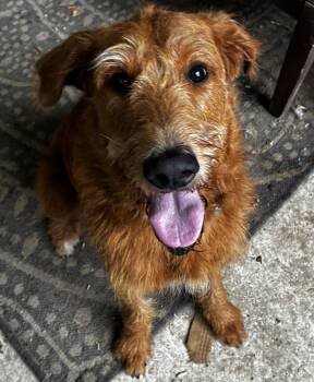 Goldendoodle Dogs Available for Adoption in Mobile, Alabama - Elmer. (Goldendoodle FUN!!) | PetCurious