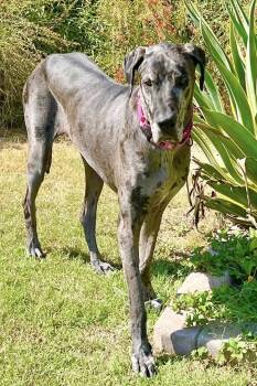 Great Dane Dogs Available for Adoption in Mesa, Arizona - Eden | PetCurious