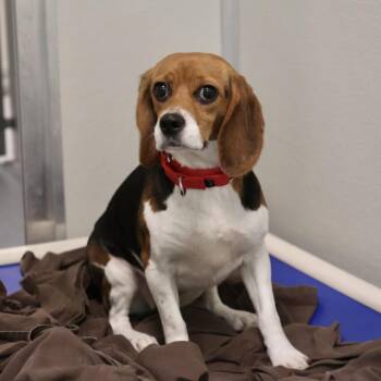 Candyland -  Beagle Dog for Adoption in Briarcliff Manor, New York - Candyland | PetCurious