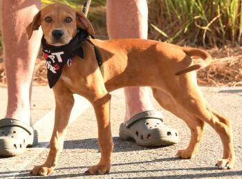 Swiss -  Mixed Breed Dog for Adoption in Georgetown, South Carolina - Swiss | PetCurious