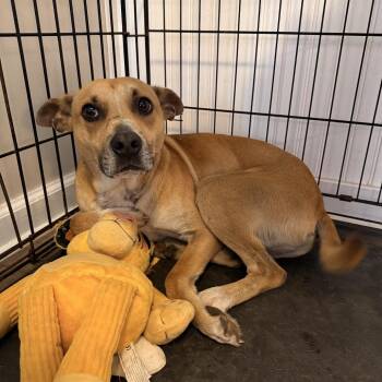 Goose -  Australian Kelpie and Mixed Breed Dog for Adoption in Aberdeen, North Carolina - Goose | PetCurious