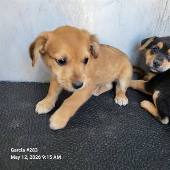 American Staffordshire Terrier Dogs Available for Adoption in San Antonio, Texas - SPICE | PetCurious