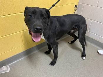 Labrador Retriever and Mixed Breed Dogs Available for Adoption in Colorado Springs, Colorado - SIMBA | PetCurious