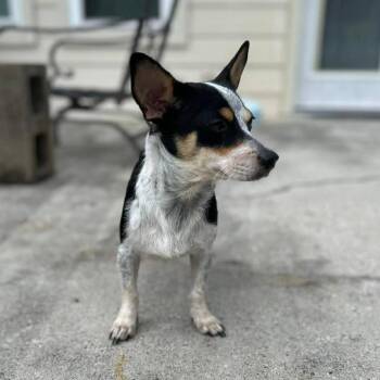 Chihuahua Dogs Available for Adoption in Montgomery, Texas - Roxy | PetCurious